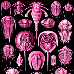 Long Words - back cover